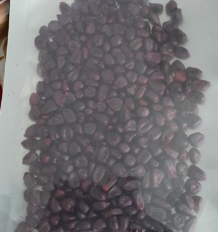 Hạt giống ngô nếp tím lai- gói 100gr(tặng kèm phân bón)