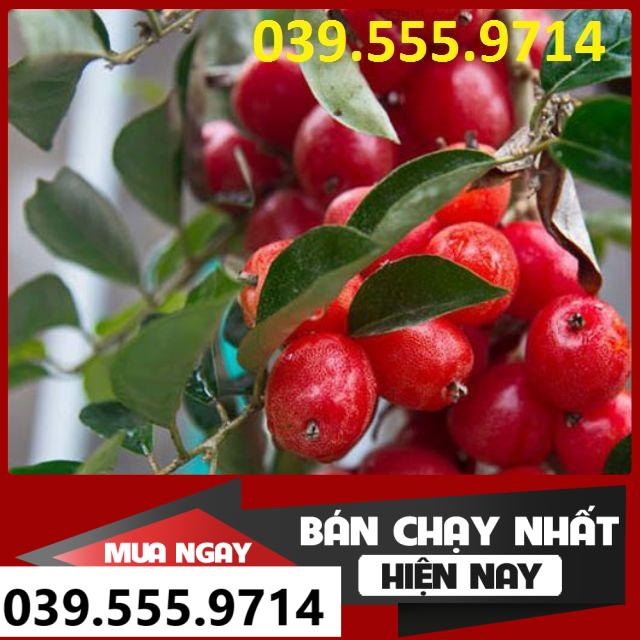 Cây Giống Nhót Ngọt Siêu Quả