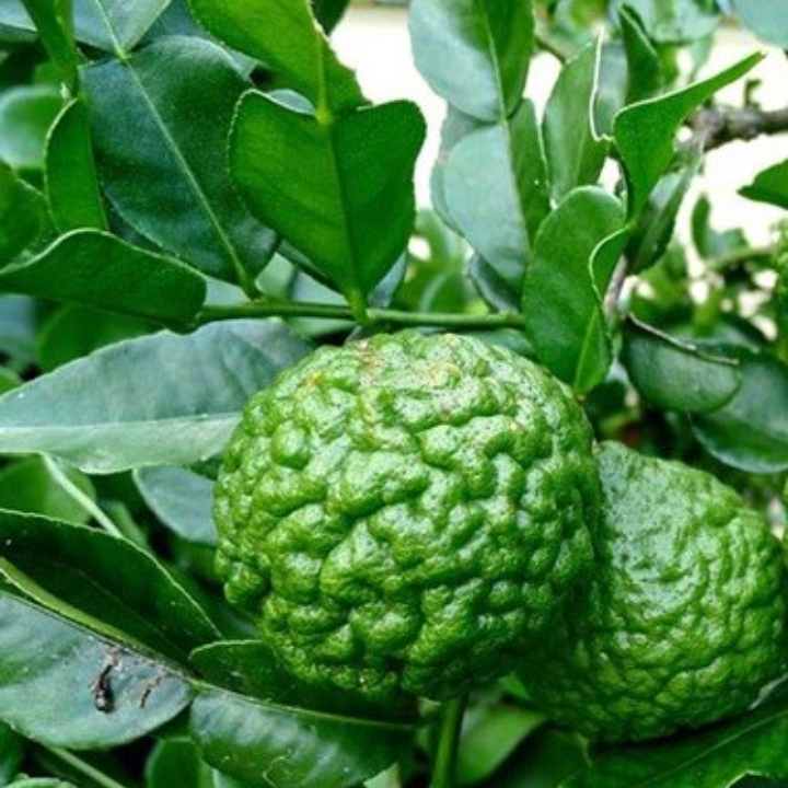 Hạt giống Chanh Thái Lan / Chanh Chúc gói 5 hạt