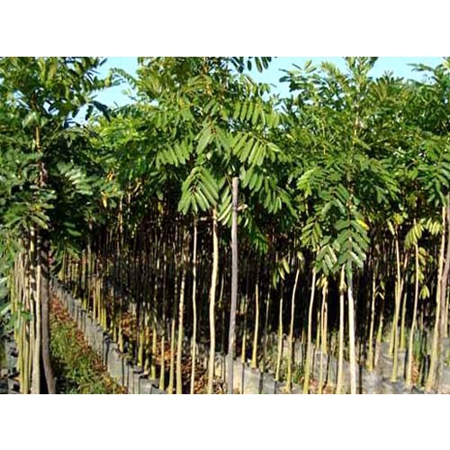CÂY XÀ CỪ GIỐNG TỐT (cây giống bảo hành )