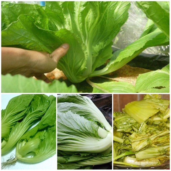Hạt Giống Cải Bẹ Dưa (Cải Tòa Xại) - 20Gr