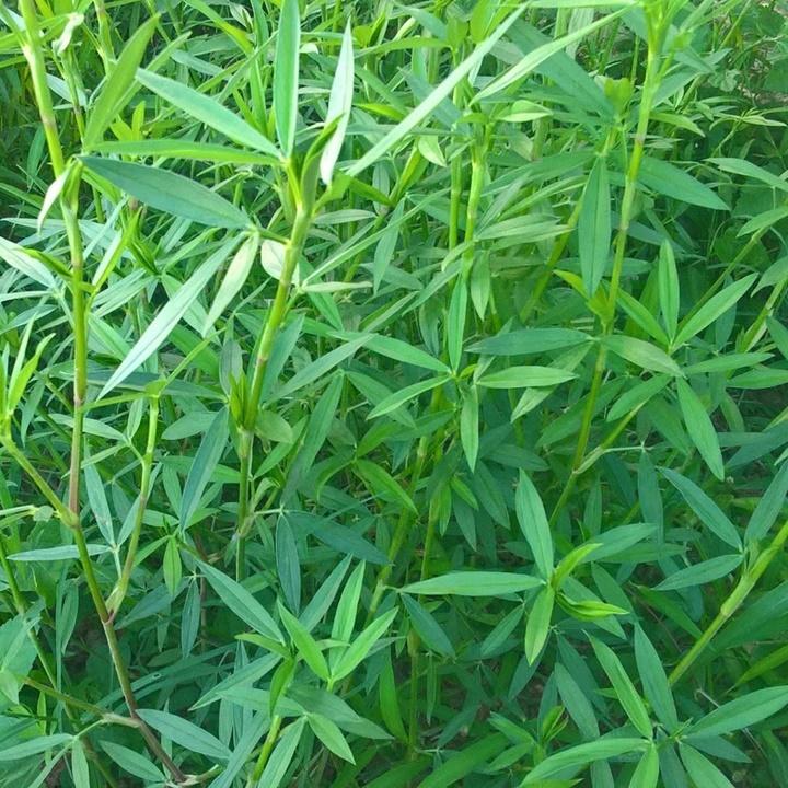 Hạt giống cỏ linh lăng ALFALFA gói 100gr