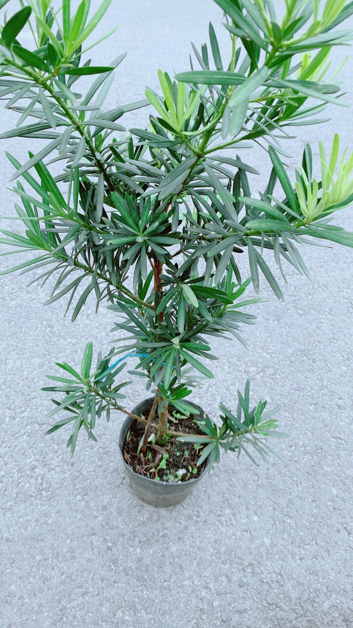 Cây Tùng Vạn Niên 50cm