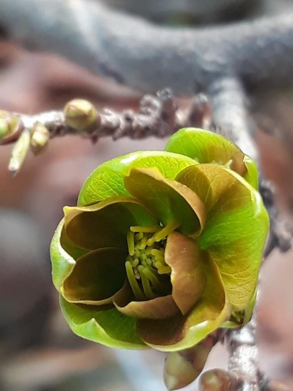 Hoa mai xanh Phước Lộc Thọ(cây giống)