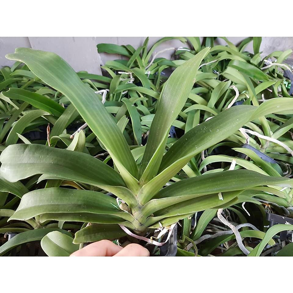 Xả hết........ Đai châu rừng, cây đẹp giống chuẩn hoa thơm giá rẻ