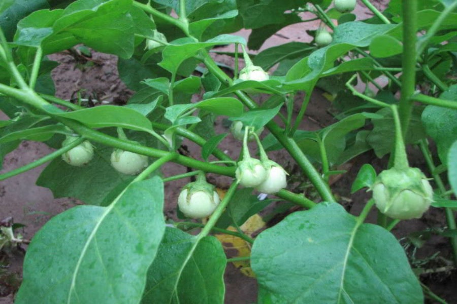 White Ca Phao Seeds F1 - 4 Season Ca Phao - 2Gr Pack
