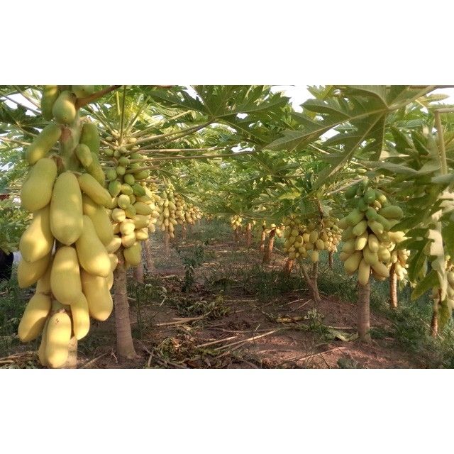 Hạt giống Đu Đủ Vàng ruột đỏ F1
