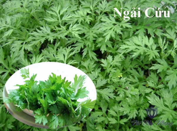 Hạt giống cây ngải cứu  - 1 gói 50 hạt - VTNT