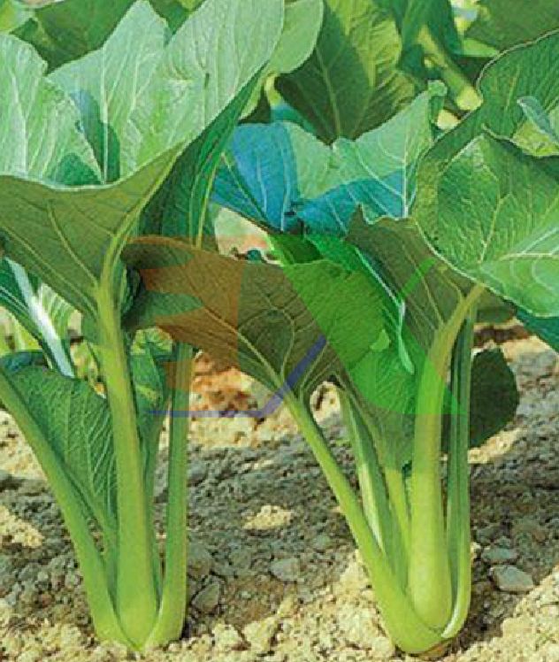 Combo 4 gói hạt giống rau cải ( cải ngòng + cải ngọt + cải xanh + cải chíp )
