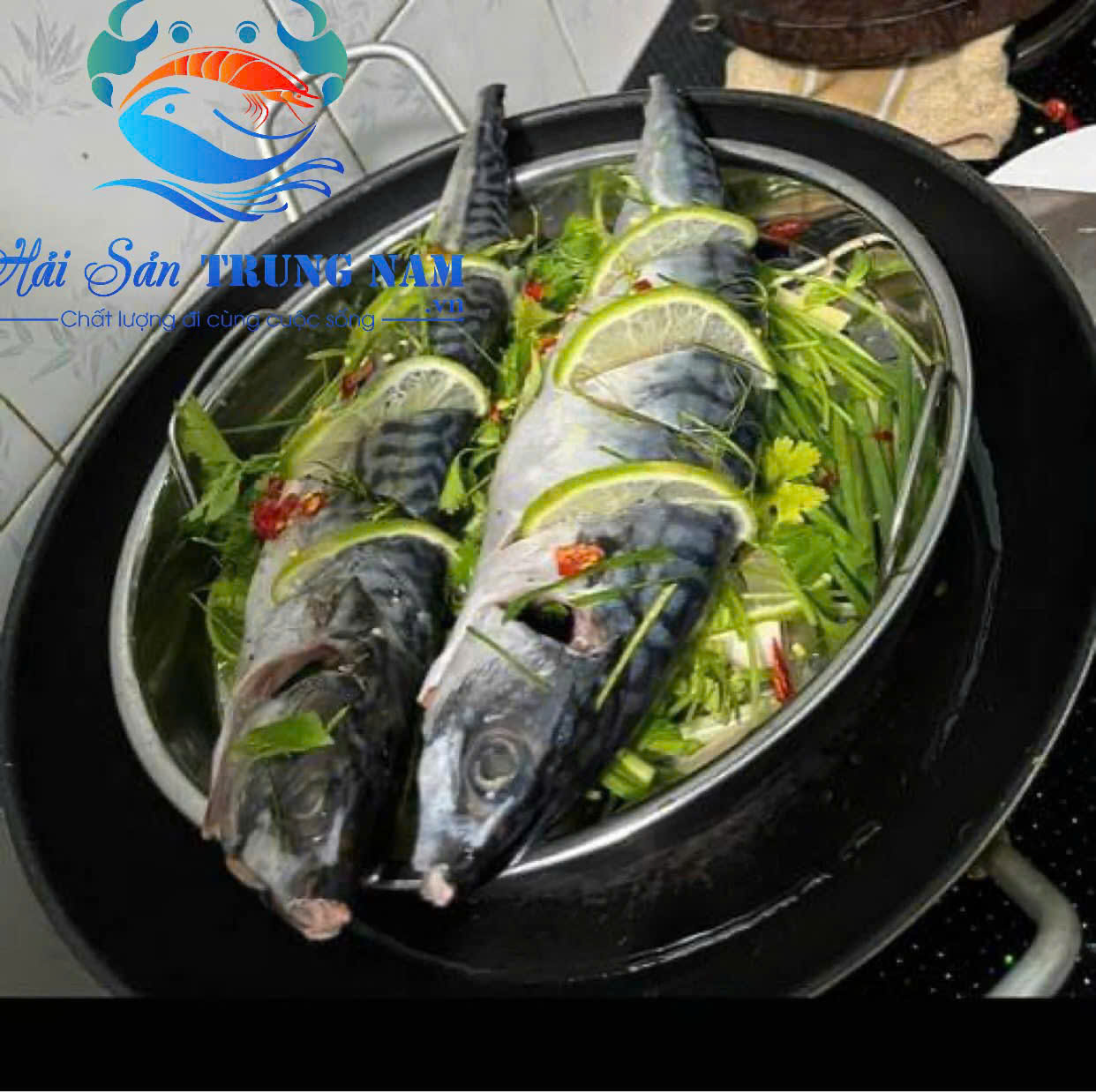 Cá Saba Nauy Nguyên Con