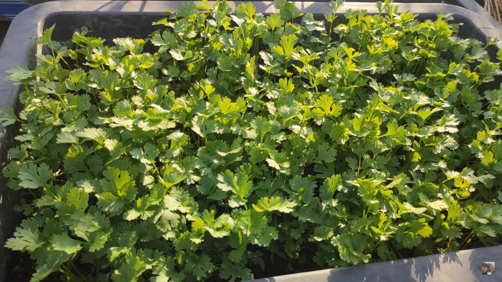 [HCM] Ngò rí Việt Thái 20g