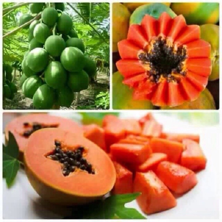 CÂY GIỐNG ĐU ĐỦ LÙN SIÊU NGỌT ( COMBO 5 Cây)