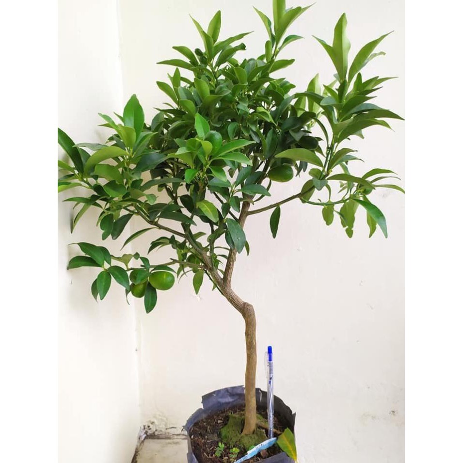 [FREESHIP - Xả Khô Máu] Cây tắc ngọt siêu trái
