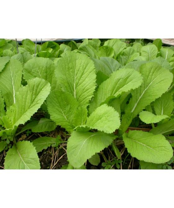 hạt giống cải bẹ xanh mỡ cao sản