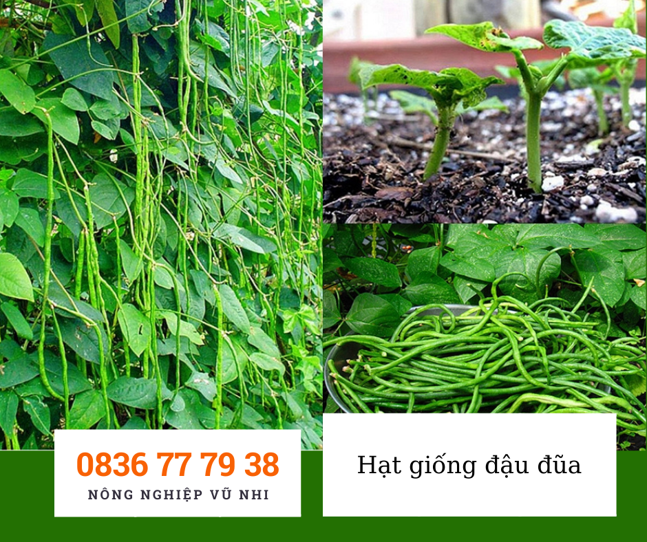 Hạt giống đậu đũa xanh hạt đen 10gr