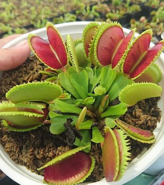 Hạt giống cây bắt mồi bẫy kẹp - Gói 10 hạt