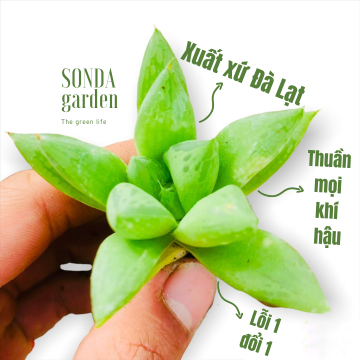 SEN ĐÁ NGỌC LÁ LỚN SIZE MINI KHỎE ĐẸP LỖI 1 ĐỔI 1