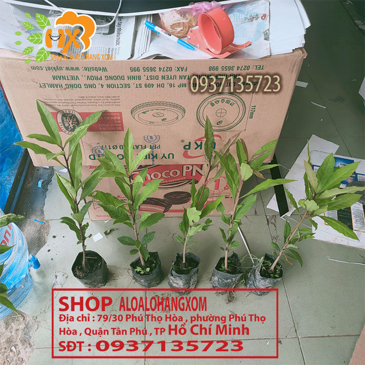 combo 5 cây lộc vừng màu đỏ --cây giống