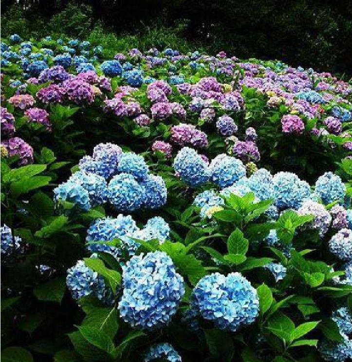 Mixed Color Hydrangea Seeds - 10 Seeds/Package