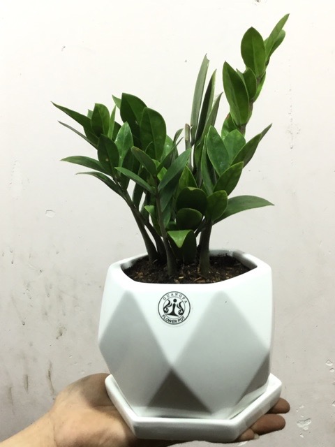 [HCM]Cây Kim Tiền Thái