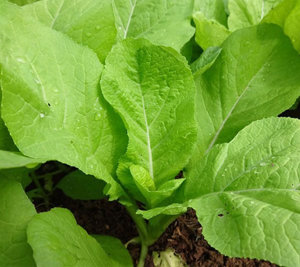 Hạt giống cải mơ cao sản giống khỏe năng suất cao vị nồng wasabi PSV16 | Phởms Market