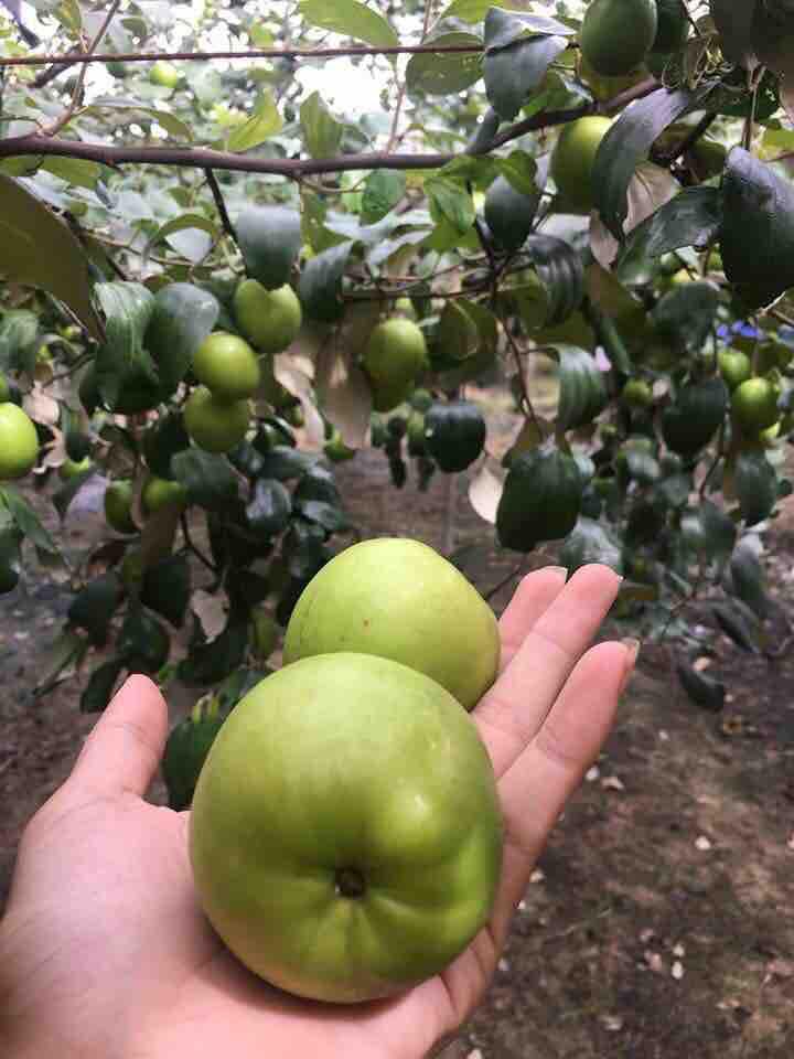 Mứt Táo ta Gò Công 1 Kg