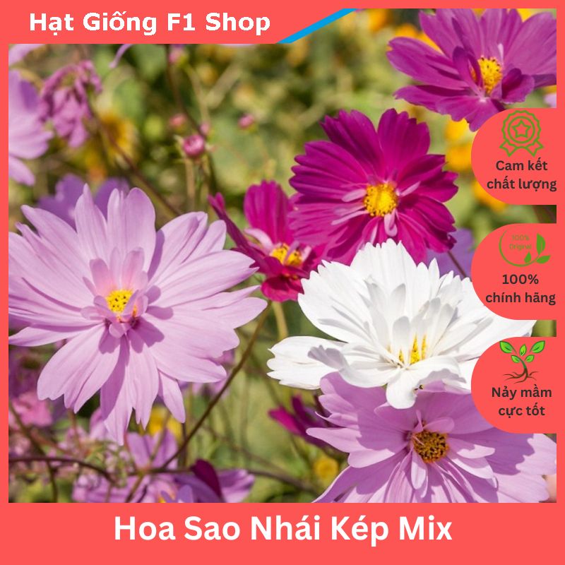Hạt Giống Hoa Sao Nhái Kép Nhiều Màu Mix Trồng Chậu (012.F1)