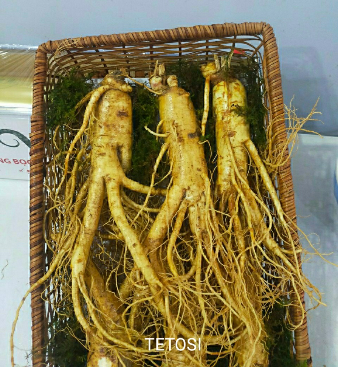 Nửa Ký Sâm Tươi Hàn Quốc( 3 Củ), Nhân Sâm Hàn Quốc, có tác dụng chống mệt mỏi, tăng cường bồi bổ sức khỏe, minh mẫn, sảng khoái, sâm hàn quốc, nhân sâm tươi hàn quốc, sâm tươi hầm gà, sâm tươi ngâm mật ong, Tetosi