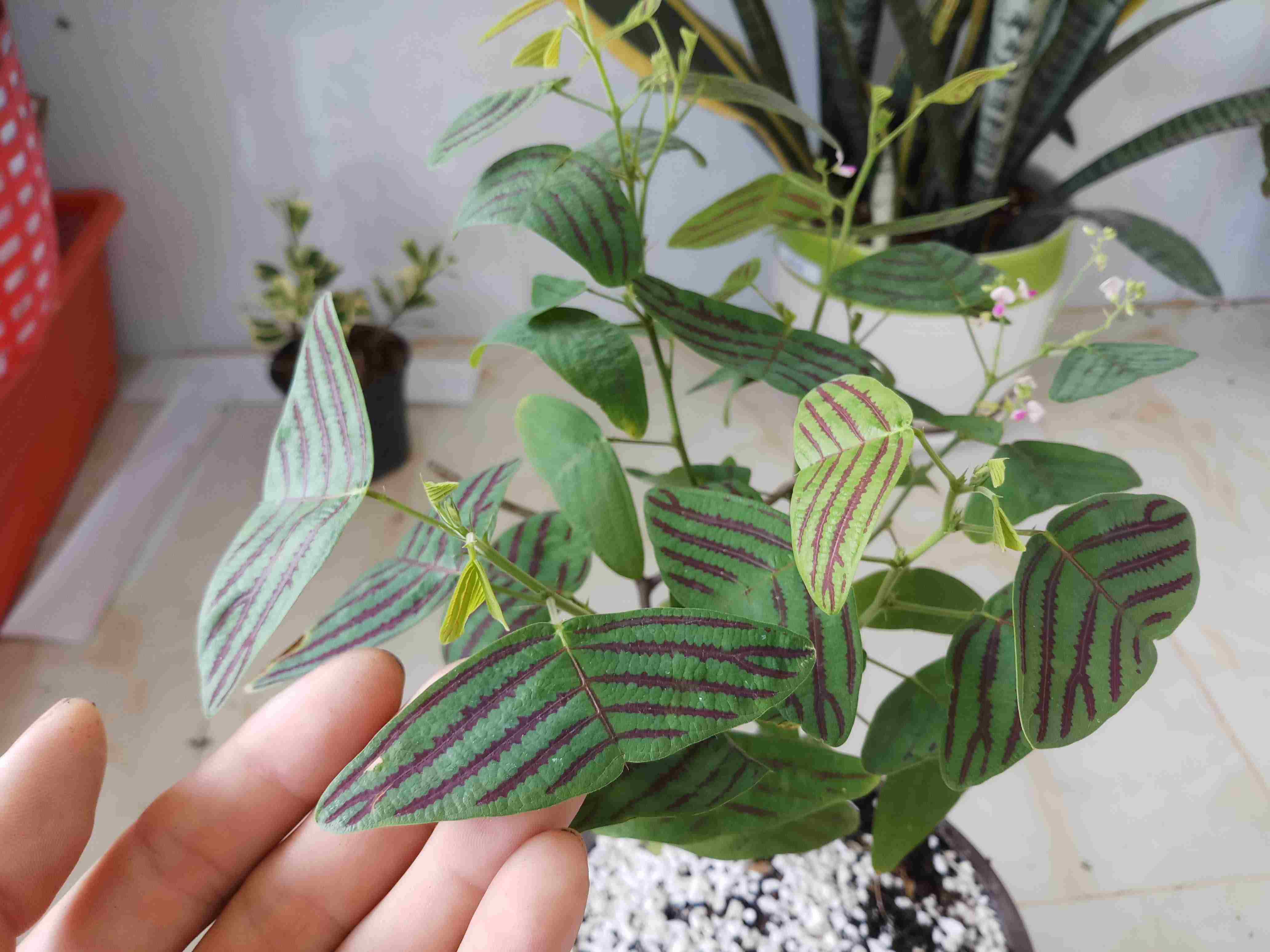 Cây cánh bướm