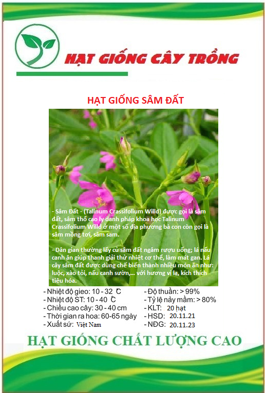 Hạt giống sâm đất ct60 - gói 20 hạt