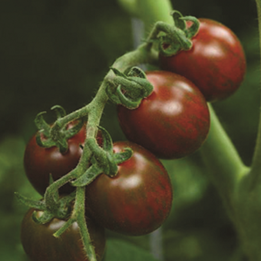 Hạt giống cà chua Socola F1 siêu quả - giòn ngọt PSV47 | Phởms Market