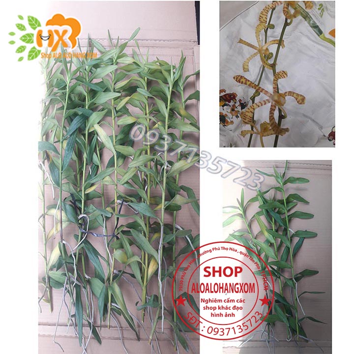 [HCM]COMBO 10 CÂY LAN BÒ CẠP RẰN CON