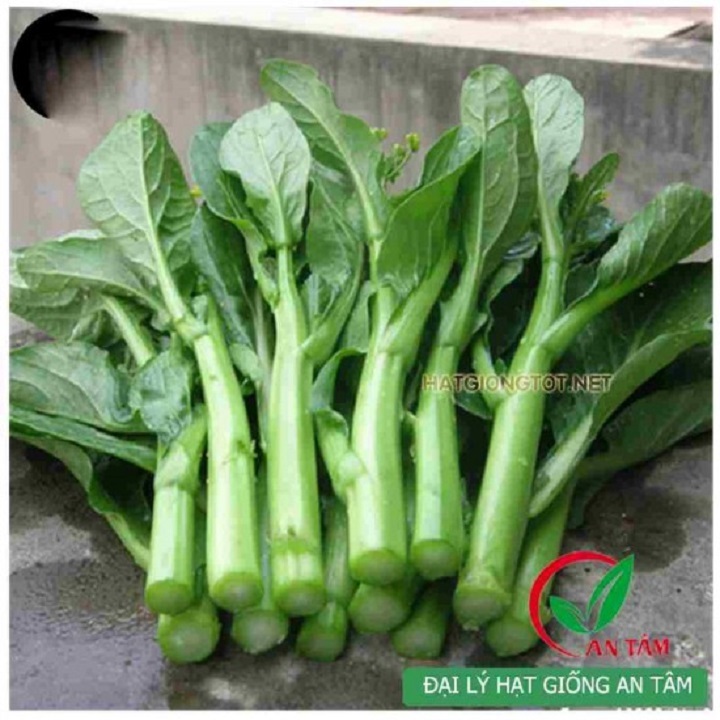Hạt giống rau Cải Ngồng Mập SV666