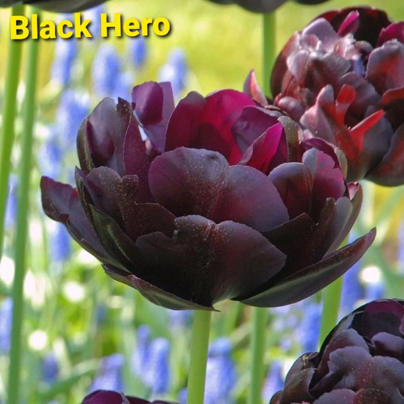Củ giống hoa Tulip đơn - Hà Lan