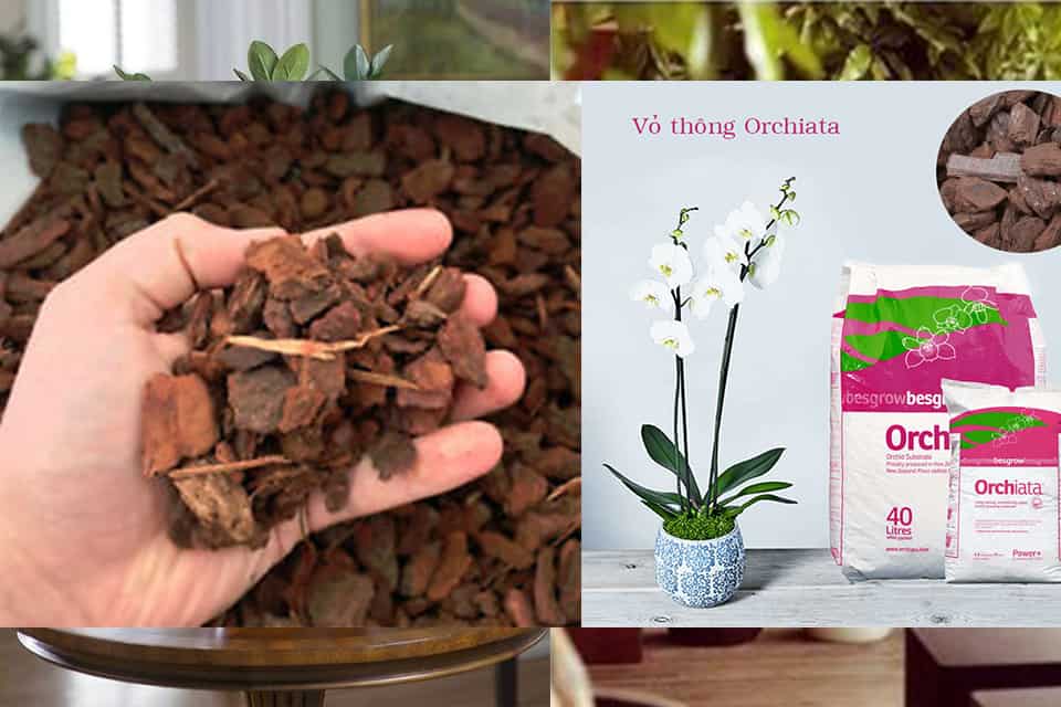 Vỏ Thông Trồng Lan Đã Qua Xử Lý 500gram