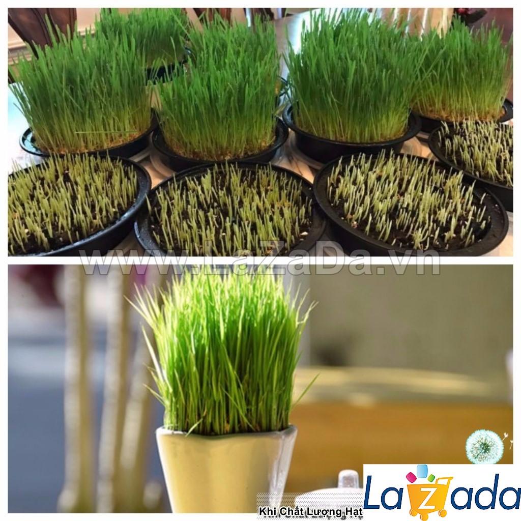 100Gr Hạt Giống Cỏ Lúa Mì Đỏ Cỏ Mèo Wheatgrass (A2.205| W20*V34*M054)