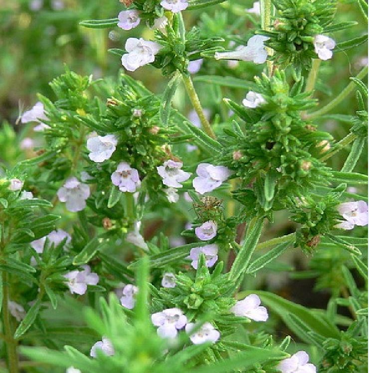 Thyme Seeds - 100 Seeds/Package