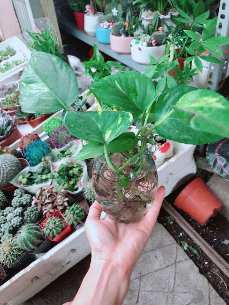 Trầu Bà Thủy Sinh