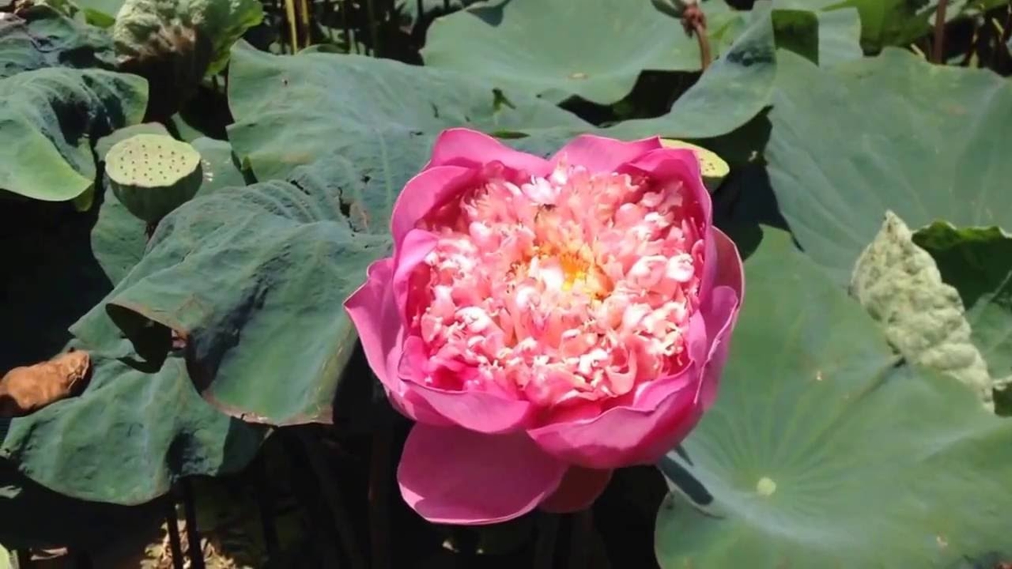 HẠT GIỐNG HOA SEN BÁCH DIỆP