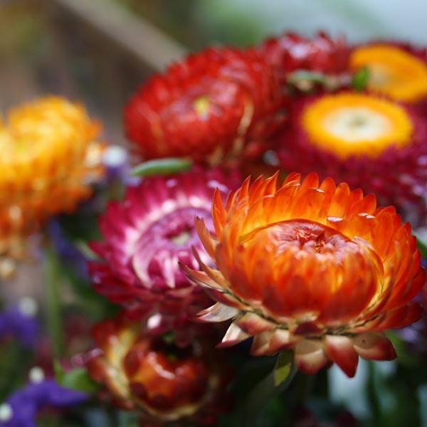 Helichrysum Bracteatum Seeds - Sale Off
