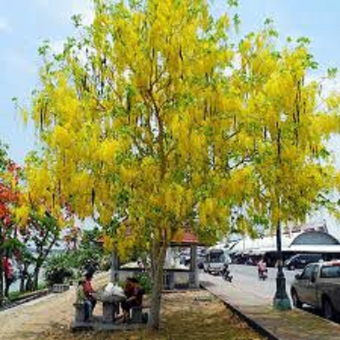 muồng hoàng yến vàng-cây nguyên bầu gửi đi, cây lớn, gửi đi cắt lá