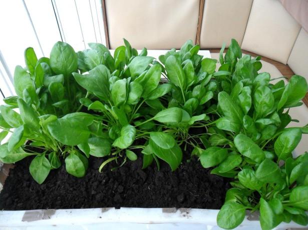 Hạt giống cải bó xôi chịu nhiệt (rau chân vịt) 20gr