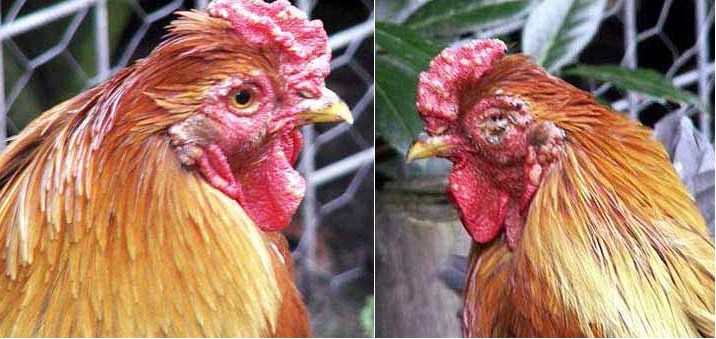 Ngừa đậu gà, mụn cóc.