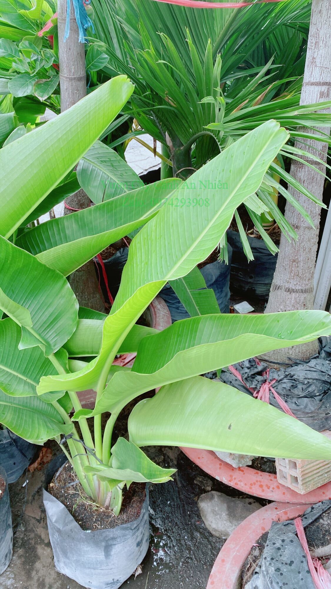 Cây Chuối Rẻ Quạt (chỉ giao hcm)
