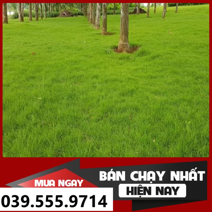 Hạt Giống Cỏ Thảm BERMUDA ( Cỏ Chỉ) 500G