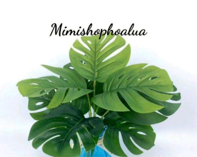 Cụm lá rùa 9 lá, cao 30cm