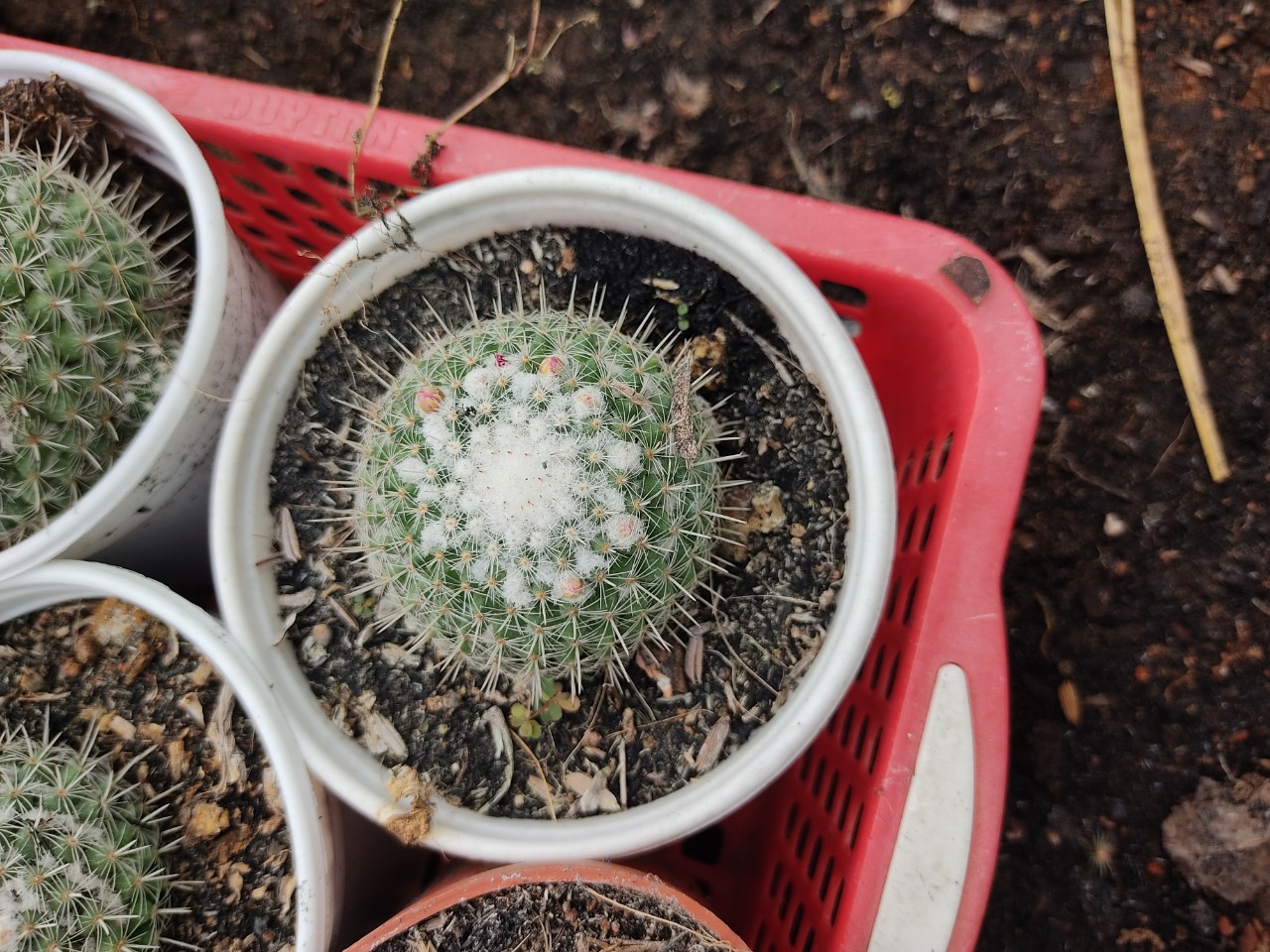 Xương rồng bánh sinh nhật (nhiều size)