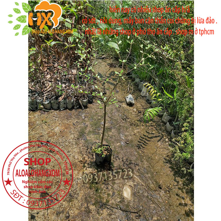 [HCM]COMBO 3 CÂY BÀNG ĐÀI LOAN CAO TỪ 25-40 CM ( LÁ BÀNG NHỎ )