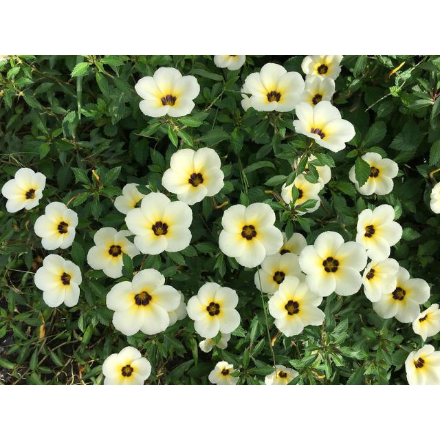 cây giống hoa đông hầu