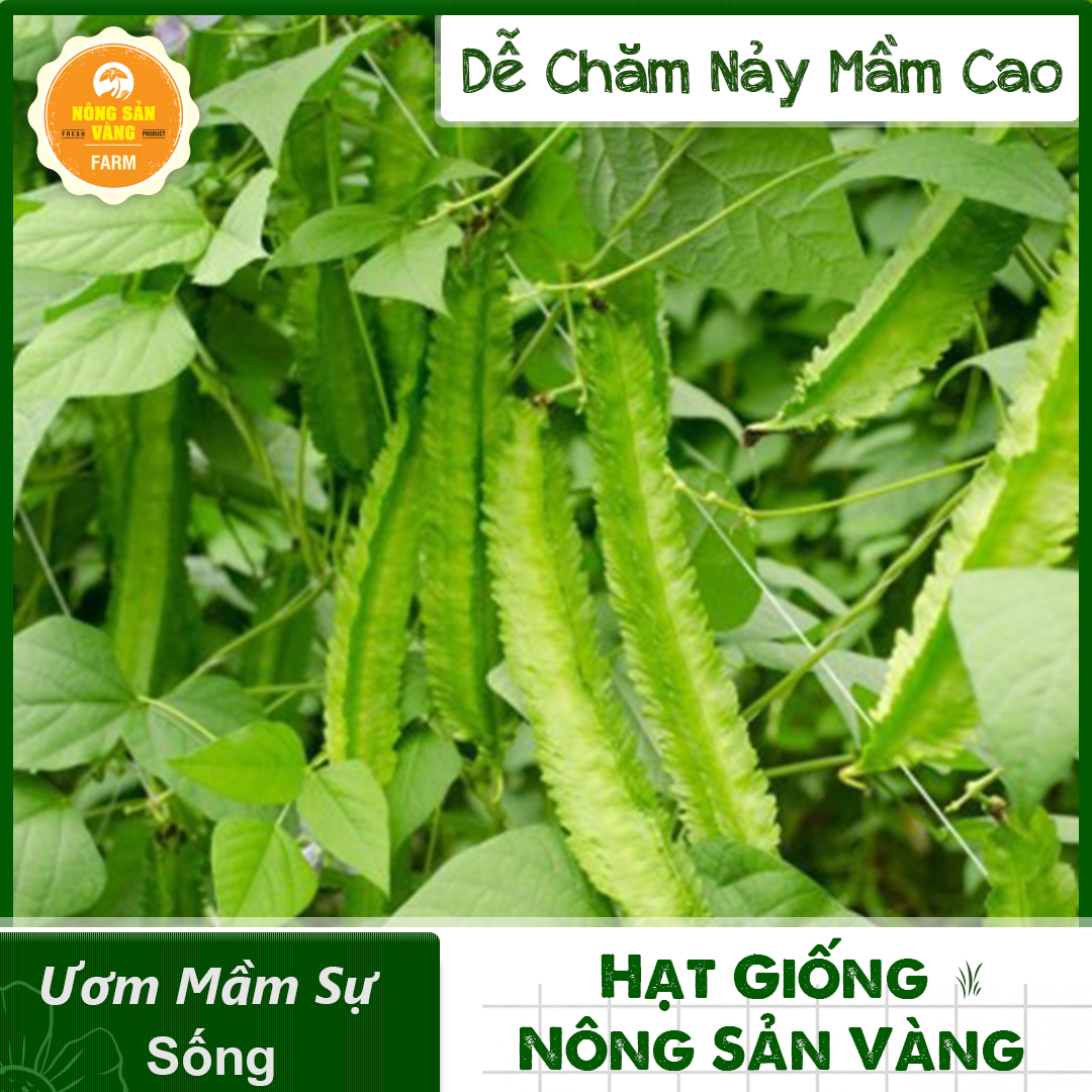 Hạt giống Đậu Khế (Đậu Rồng) Giá Trị Dinh Dưỡng Khá Cao, Chế Biến Thành Nhiều Món Ăn Ngon Bổ Dưỡng (Gói 10 Gram) - Nông Sản Vàng